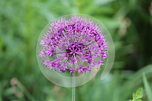 Purple flower of Ornamental Onion Allium aflatunense plant close-up