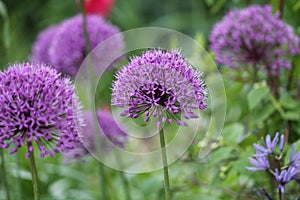 Purple flower of Ornamental Onion Allium aflatunense plant close-up