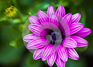 Purple flower of osteospermum