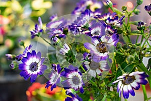 Purple flower Osteospermum known as daisybush or African daisy. blurred background