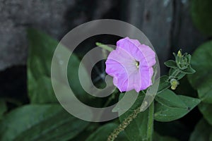 Purple flower peeping out of a niche in front of the house
