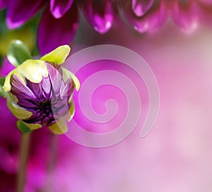 Purple flower petal background