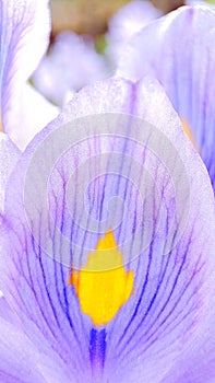 Purple Flower petal with yellow center photo