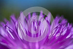 Purple flower petals of the kind Carduus close-up