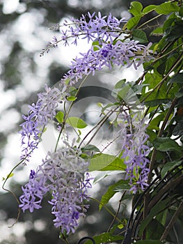 Purple flower Petrea volubilis Ivy with large, strong vines blooming in garden on blurred of nature background