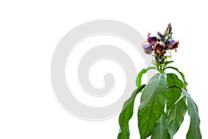 Purple flower of Phlogacanthus pulcherrimus T.Anderson is a bouquet of flowers set at the top of the stems and green leaves