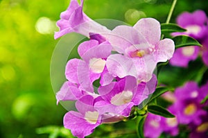 Purple flower on plant background, beautiful Purple petunia flowers