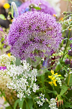 Purple flower plant in botanical garden