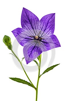Purple flower of Platycodon (Platycodon grandiflorus) or bellflowers
