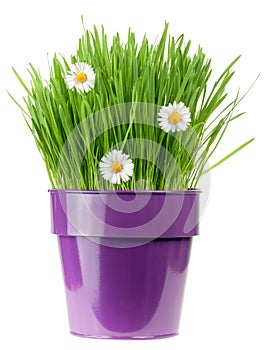 Purple flower pot