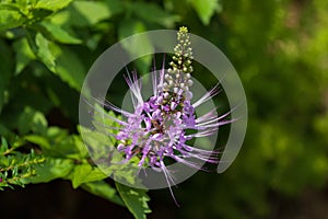 Purple flower of Purple Cat`s Whiskers growing in tropical area