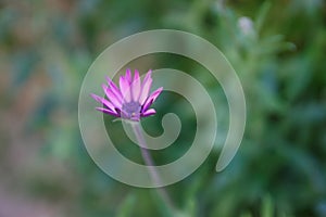 Purple flower with purple polen