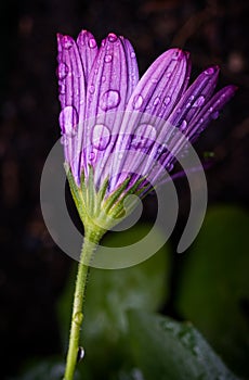 Purple flower after rain