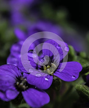 Purple flower