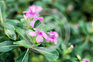 Purple flower in rainy season