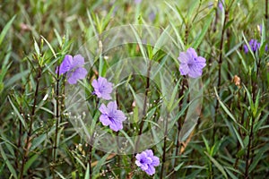 Purple flower (Ruellia brittoniana) on grass background.This plant very popular for garden design