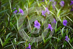 Purple flower (Ruellia brittoniana) on grass background.This plant very popular for garden design