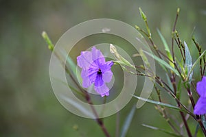 Purple flower (Ruellia brittoniana) on grass background.This plant very popular for garden design