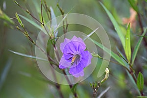 Purple flower (Ruellia brittoniana) on grass background.This plant very popular for garden design