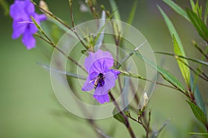 Purple flower (Ruellia brittoniana) on grass background.This plant very popular for garden design