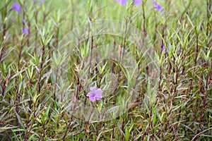 Purple flower (Ruellia brittoniana) on grass background.This plant very popular for garden design