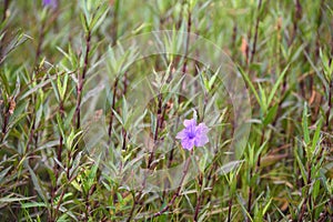 Purple flower (Ruellia brittoniana) on grass background.This plant very popular for garden design