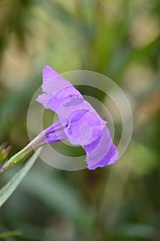 Purple flower. Ruellia tuberosa, minnieroot, fever root, snapdragon root and sheep potato