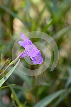 Purple flower. Ruellia tuberosa, minnieroot, fever root, snapdragon root, sheep potato. Side view