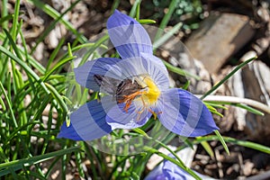 Purple flower of saffron crocus sativus in autumn garden close-up.