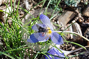Purple flower of saffron crocus sativus in autumn garden close-up.