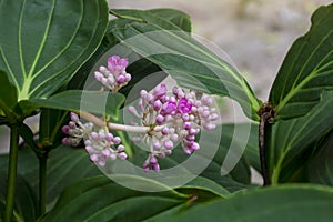 Purple flower of sakae naa or medinilla myriantha merr bloom in the garden.