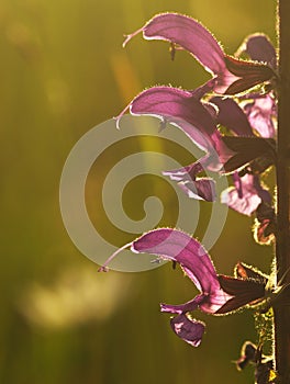 Purple flower Salvia Pratensis herbaceous perennial of medical plant in grass on meadow near forest with green leaves and stem at