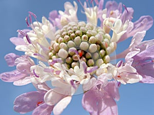 Purple flower scabiosa photo