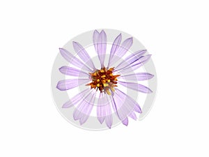 Purple flower of sea aster isolated on white, Tripolium pannonicum