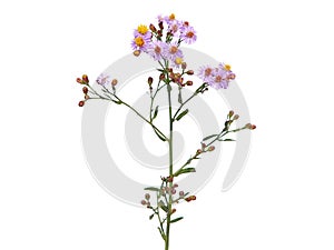 Purple flower of sea aster or seashore aster isolated on white background. Tripolium pannonicum