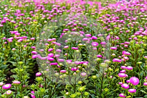 A lot of Purple flower, Selective foucus