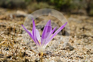 Purple flower side view and close up of Colchicum montanum