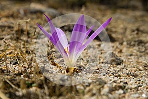 Purple flower side view and close up of Colchicum montanum