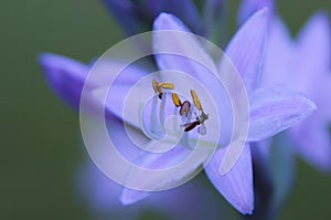 Purple flower with small bee.