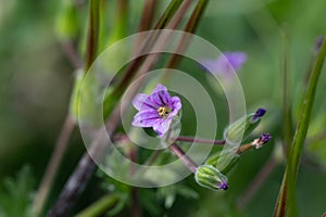 Purple flower on a snapdragon plant