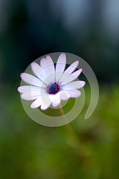 Purple flower with soft focus