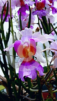 Purple flower. Special orchid. Costa Rica national flower