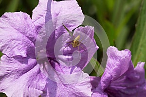 Purple Flower Spider with spiderweb