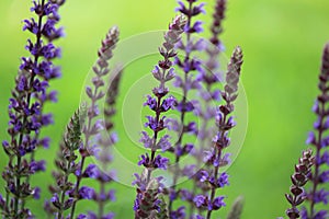 Purple Flower Spikes Salvia nemorosa `Ostfriesland`