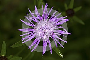 Purple flower of spotted knapweed in Newbury, New Hampshire. photo