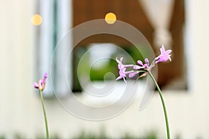 Purple flower in springtime with blur window background. Soft focus. Vintage tone.