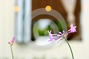 Purple flower in springtime with blur window background. Soft focus. Vintage tone.