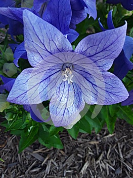 A Purple Flower In The Springtime