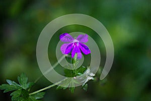 Purple flower on a stalk in the macro