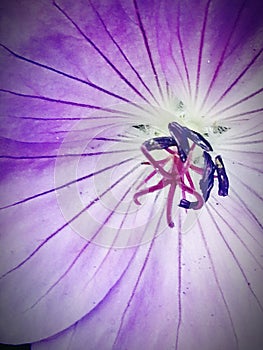 Purple flower stamen close-up